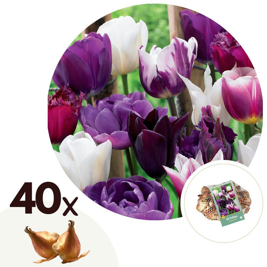 Bulbos De Tulipán - 40 Pzs - Tulipa 'blueberry' - Bulbos De Flores - Púrpura_0