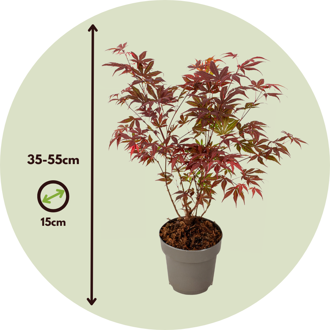 Arce Japonés - 2 Piezas - Acer Palmatum Atropurpureum - Altura 35-55cm - ⌀15cm_2