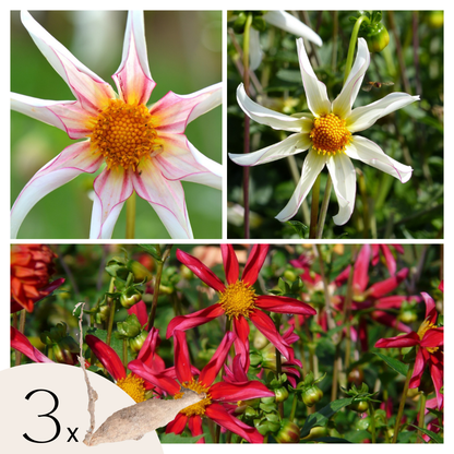 Tubérculos De Dalia - 3 Pzs - Dahlia Honka Dark Fragile_0