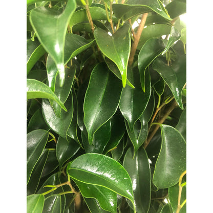 Ficus Benjamina Danielle M19 50cm_1