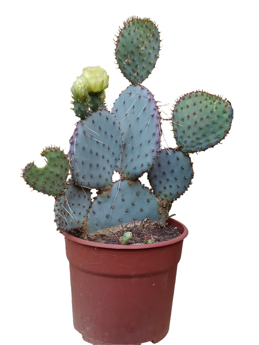 Opuntia Violacea Santa Rita Planta Cactus Ø17_0