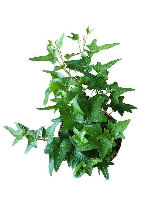 Hedera Verde SHAMROCK Planta De Interior Colgante Ø8_0