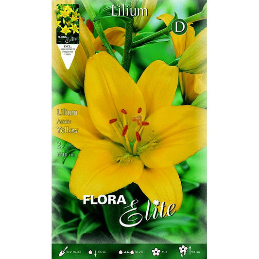 Bulbo asiático de Lilium amarelo 2 unidades