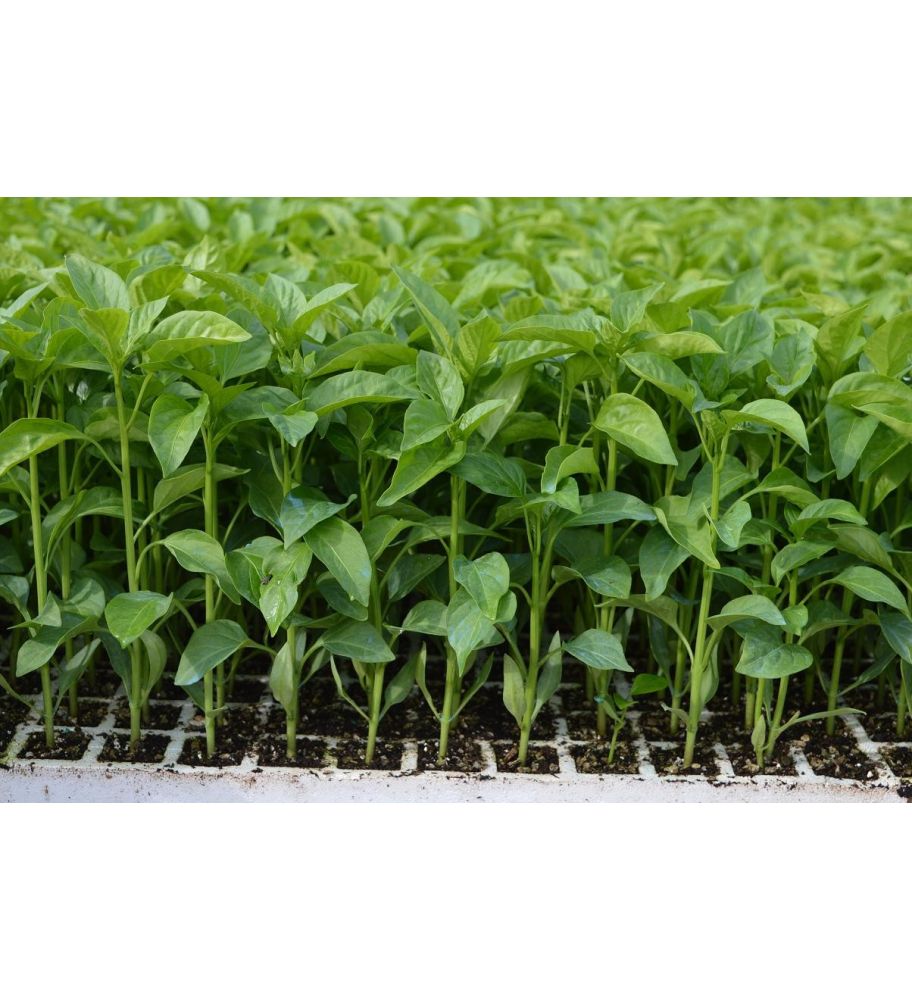 Plantón Pimiento Italiano Amarillo (10 Unidades)_1