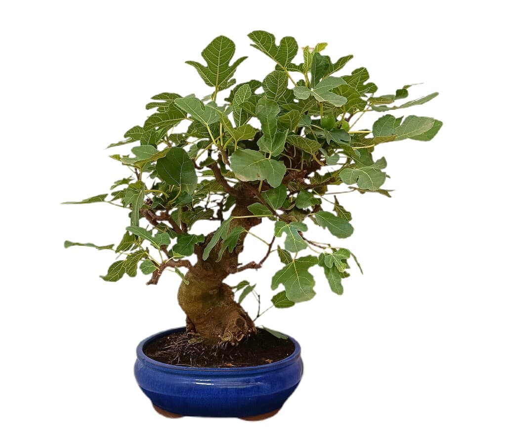 Bonsái Ficus Carica 19 Años (higuera)_1