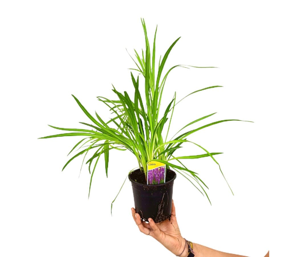 Liatris Spicata M13 30cm_0