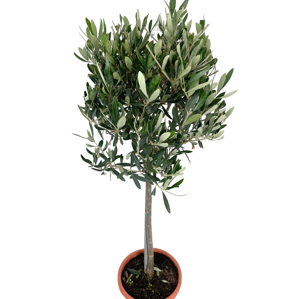 Olivo Copa M20 95cm_1
