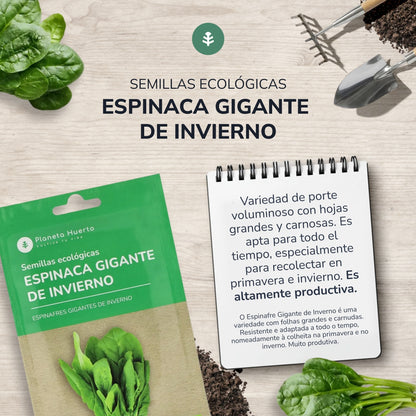 Sementes de espinafre gigante de inverno biológicas Planeta Huerto