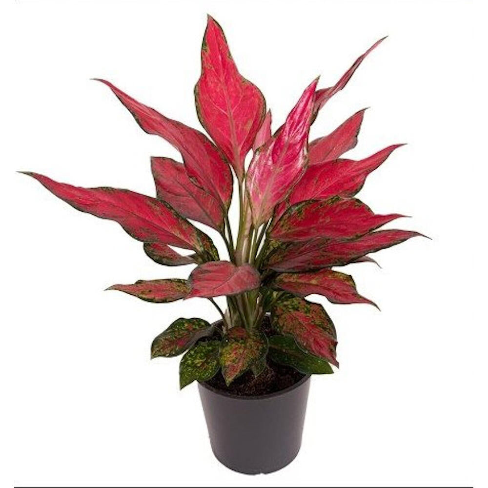 Aglaonema Cherry Babe M12 30cm_0