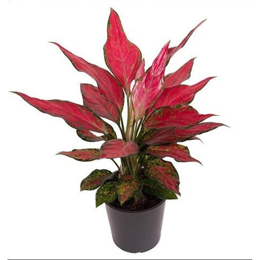 Aglaonema Cherry Babe M12 30cm_0