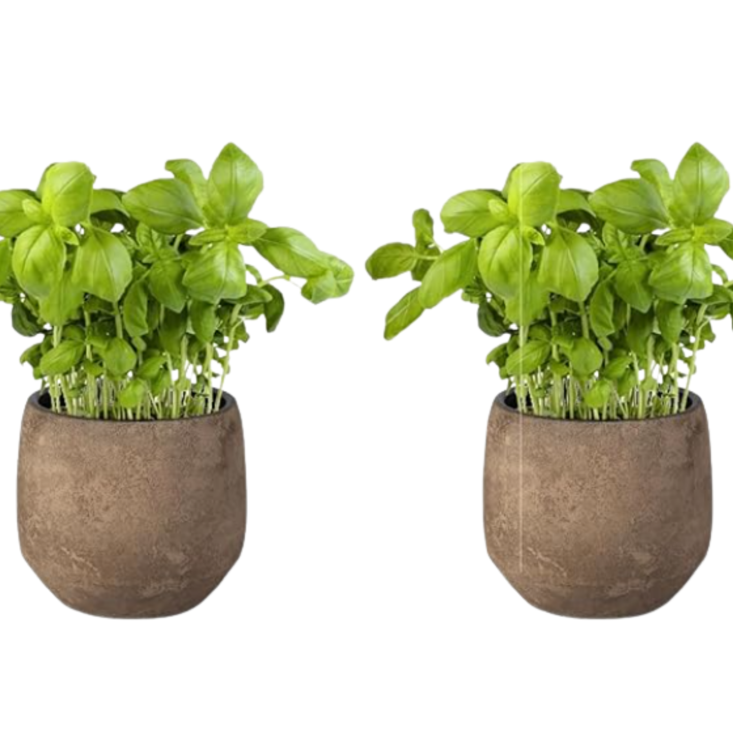 Pack 2 -planta Albahaca - Maceta 10 Cm -hierba Aromática_0