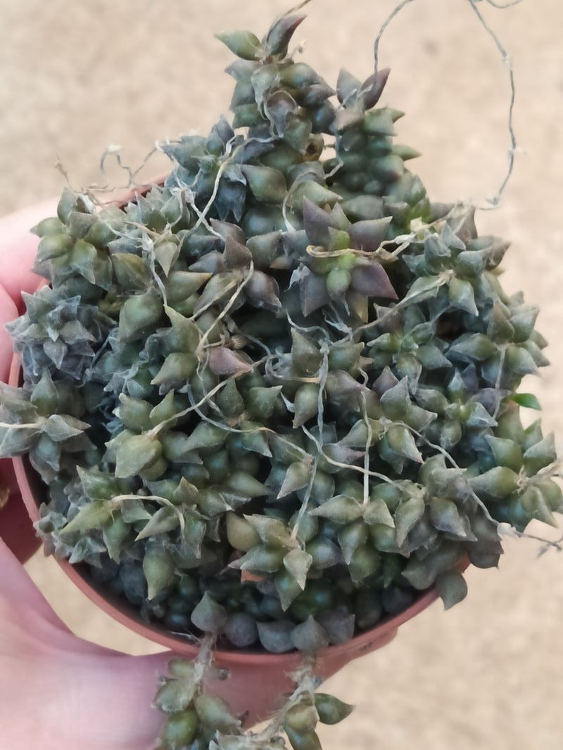 Planta Sucuelenta Anacampseros Arachnoides Ø8 Cm_0