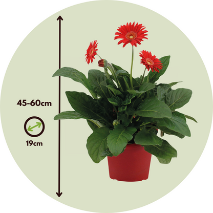 Gerbera Garvinea - Roja - Altura 45-60cm - ⌀19cm_2