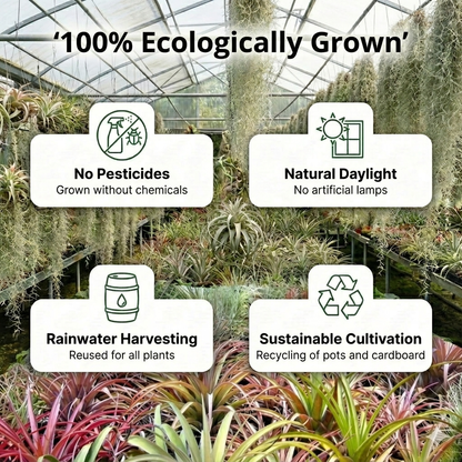 Tillandsia Usneoides 'musgo Español' - 6 Unidades - Planta Sin Tierra_5