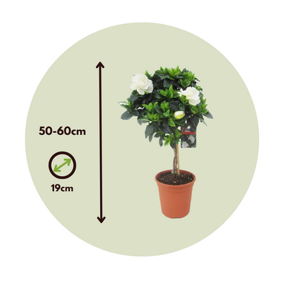 Jazmín De Arabia - Gardenia Jasminoides - Altura 50-60cm - ⌀19cm_2