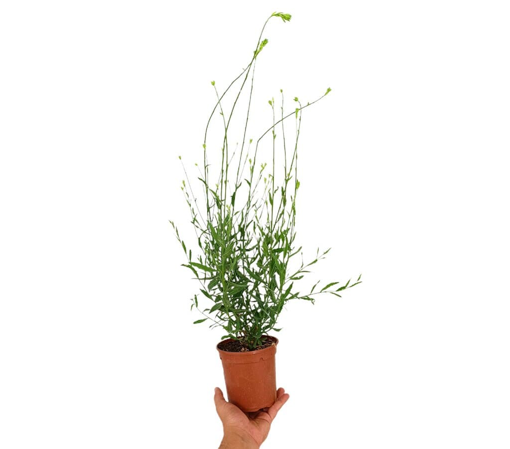 Gaura M13_0