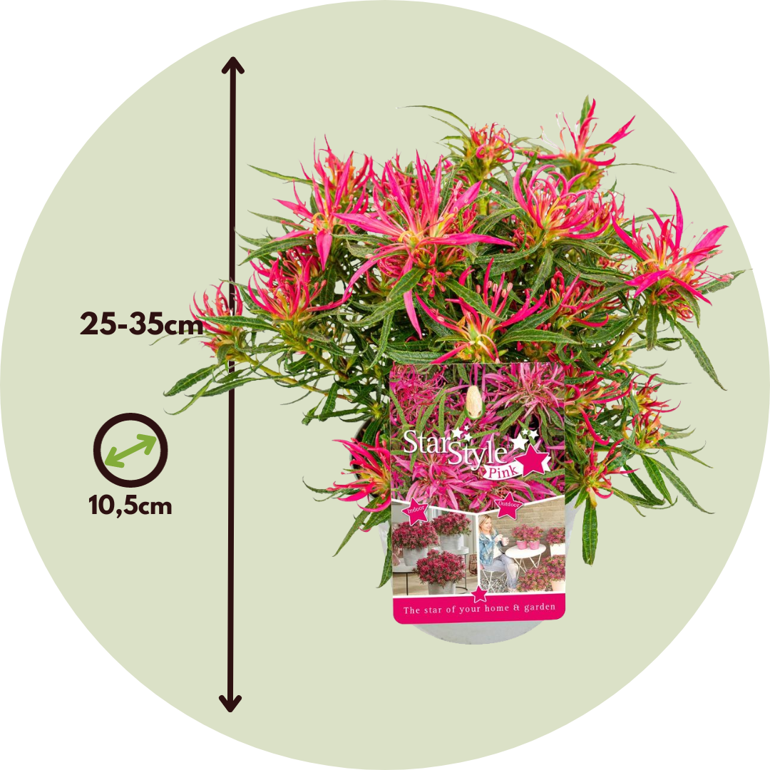 Azalea Estrellada - 6 Pzs - Rhododendron 'starstyle' - Altura 25-35cm - ⌀105cm_2