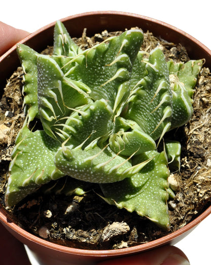 Faucaria Tigrina (boca De Tigre); Planta Suculenta Extraña; Curiosarium; Maceta 8,5 Cm_0