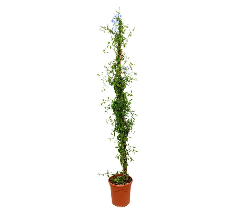 Plumbago Capensis M20 100-125cm (jazmín Azul)_0