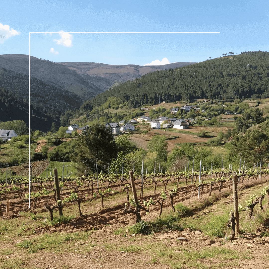 Vino Blanco - Pedrazáis Godello 2021 - Alan De Val_1