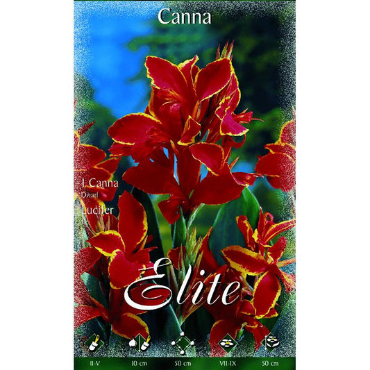 Bolbo de Canna vermelha com bordo amarelo e folha escura