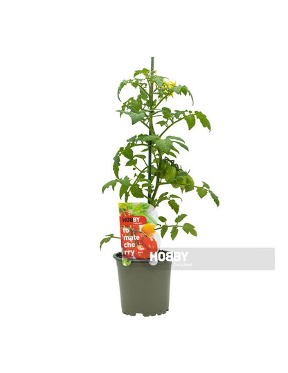Tomate Cherry Pera M11 (solanum Lycopersicum)_1