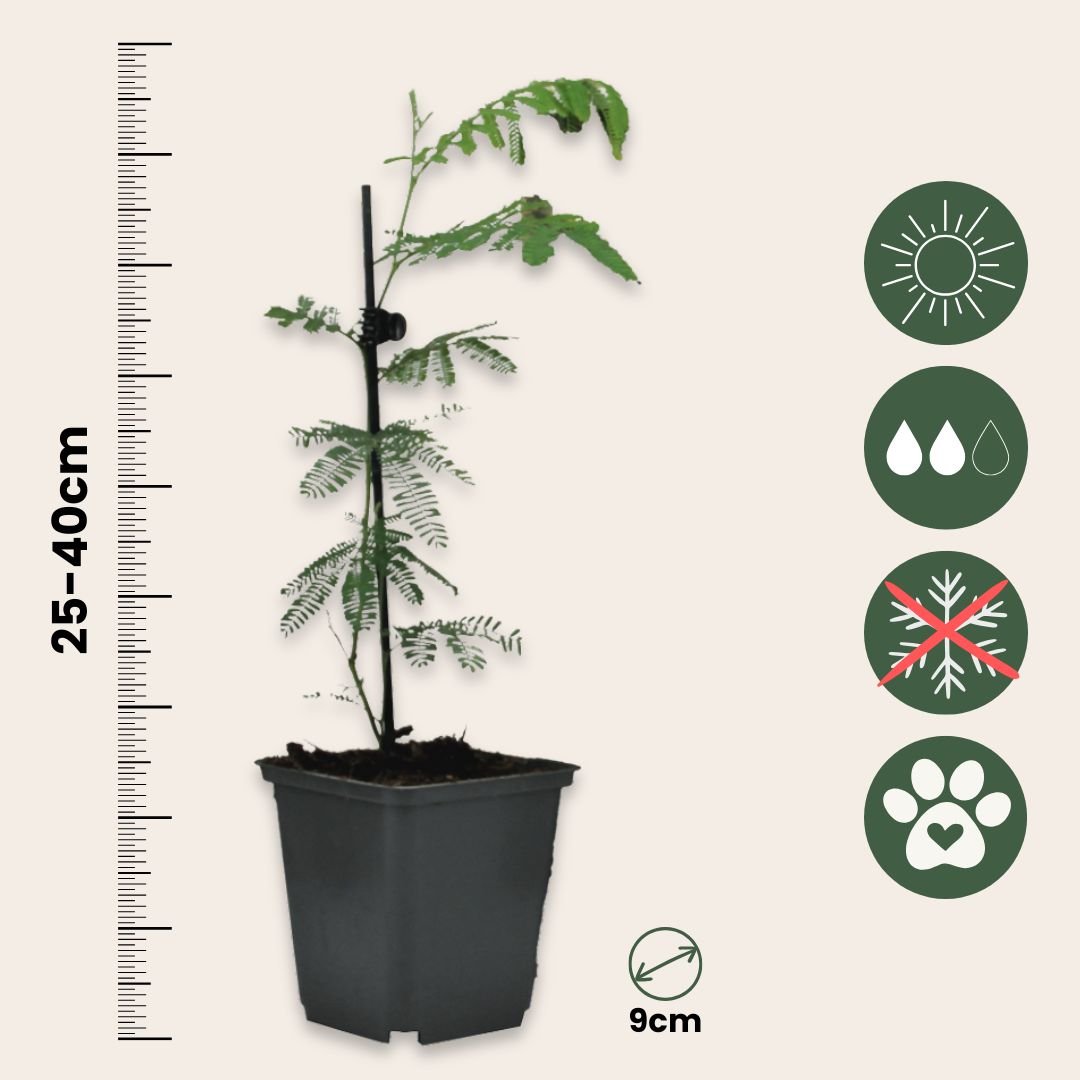Acacia Dealbata - 6 Pzs - Mimosa Dealbata - Altura 25-40cm - ⌀9cm_2