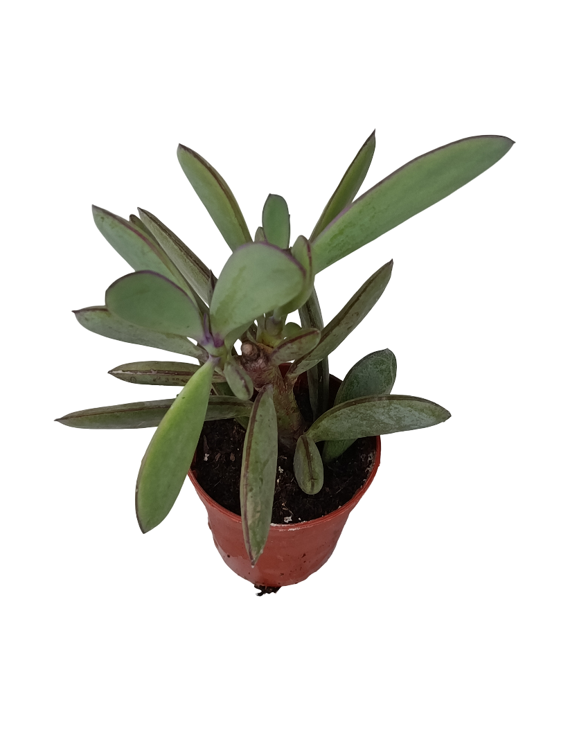 Senecio Crassisimus Planta Suculenta Ø5_0