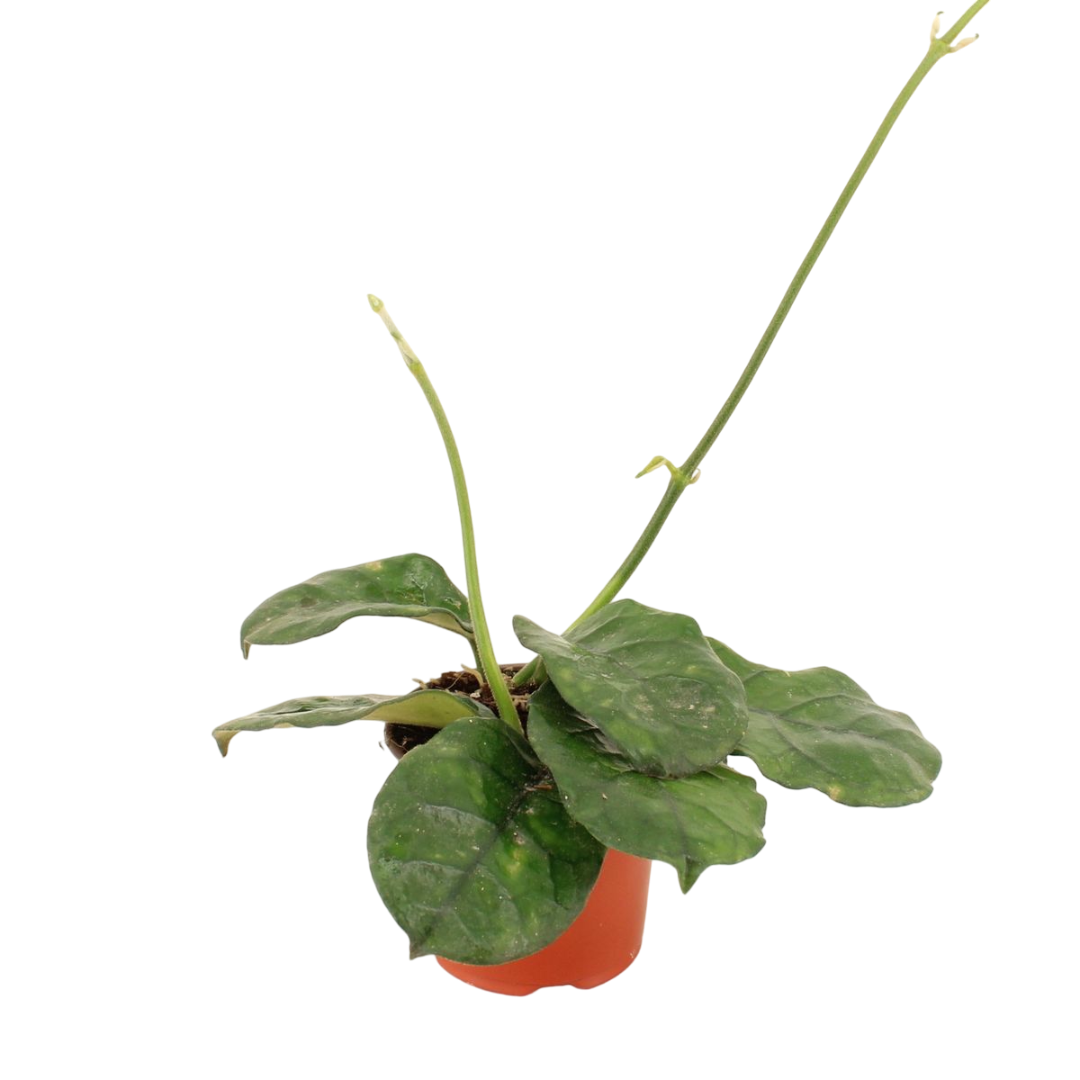 Hoya Villosa Planta Suculenta Colgante Flor De Cera Ø9_0