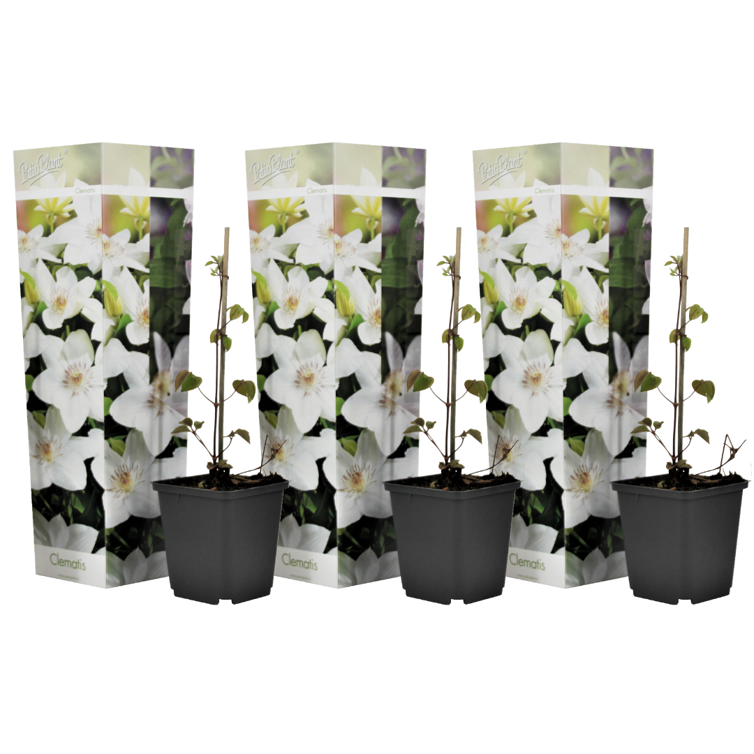 Clemátide - 3 Pzs - Clematis Hybrid 'mme Le Coultre' - Altura 25-40cm - ⌀9cm_0