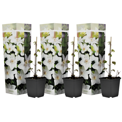 Clemátide - 3 Pzs - Clematis Hybrid 'mme Le Coultre' - Altura 25-40cm - ⌀9cm_0