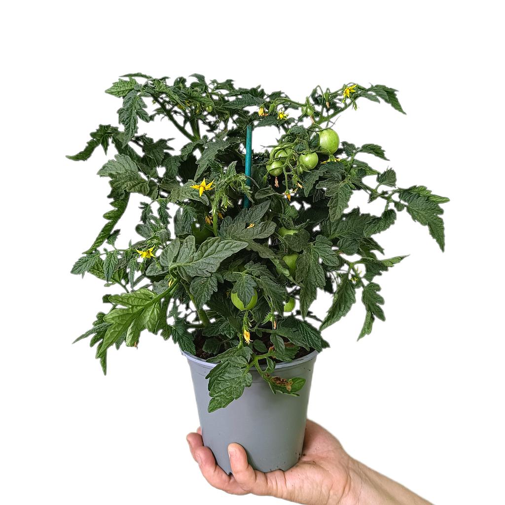 Tomate M14_0