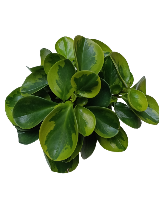Peperomia Obtusifolia Planta De Interior Ø12 Obtipan Amarillo Variegata_0