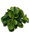 Peperomia Obtusifolia Plano De Interiores Ø12 Obtipan Variegado Amarillo