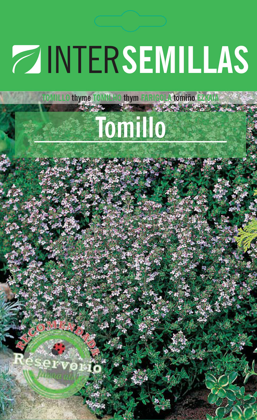 Semillas De Tomillo Sobre Planta Aromatica_0