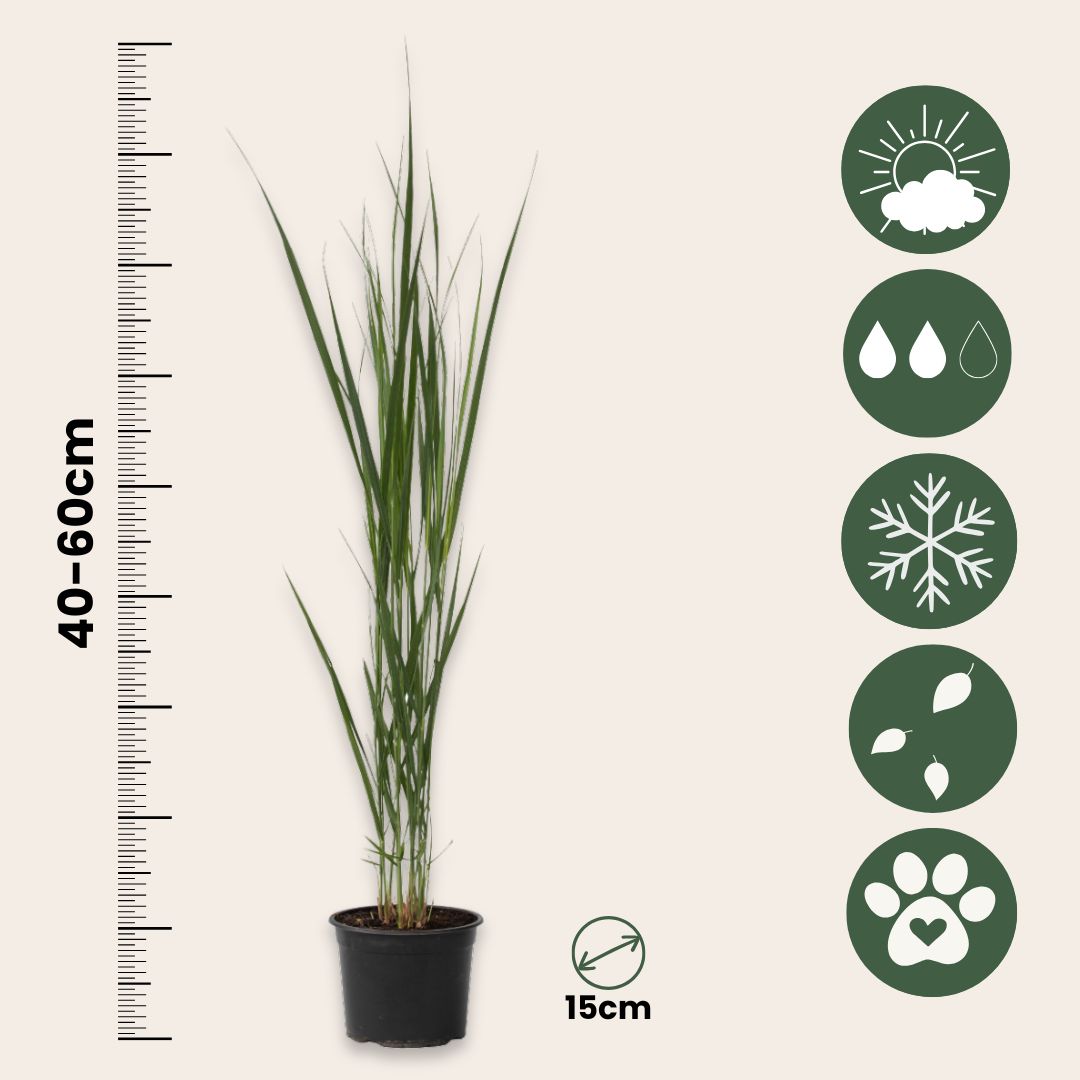 Panicum De Viento Del Norte - Panicum Virgatum 'northwind' - A40-60cm - ⌀23cm_2