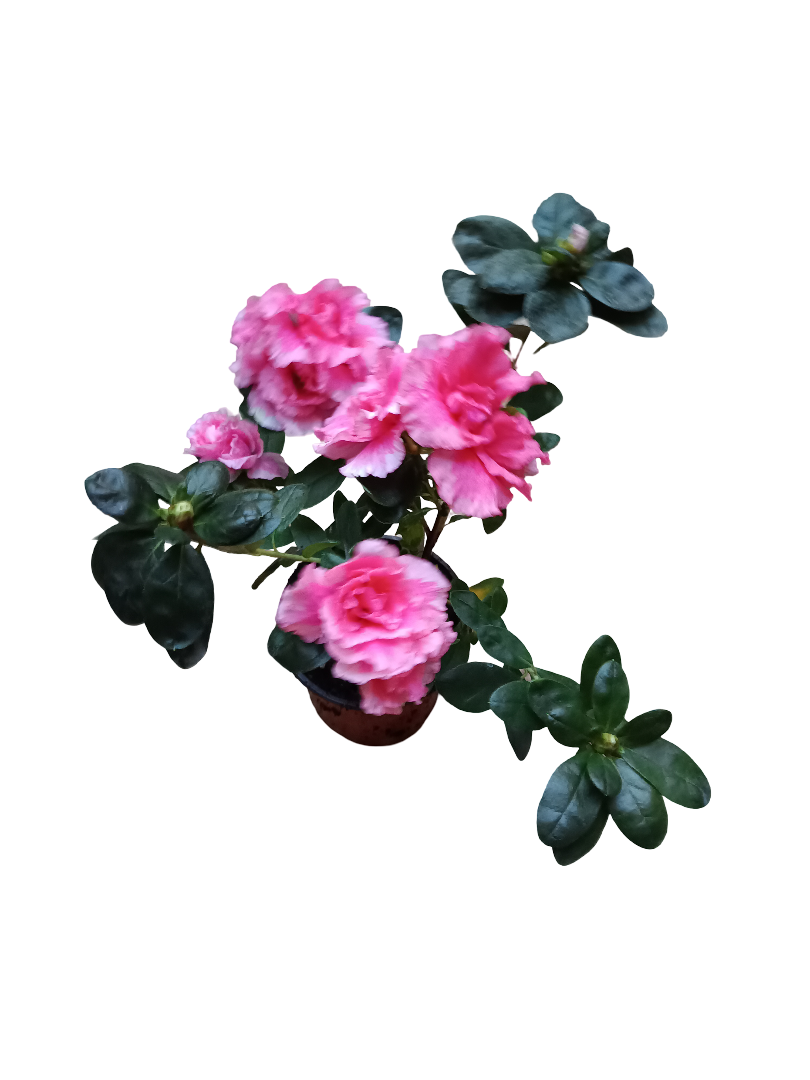 Planta Azalea De Flor Rosa Ideal Para Jardines Y Para Bonsai_0