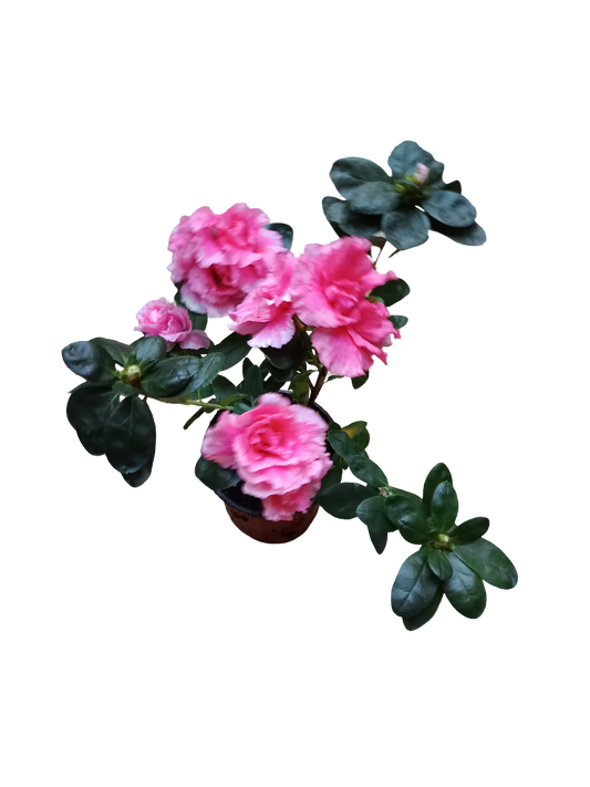 Planta Azalea De Flor Rosa Ideal Para Jardines Y Para Bonsai_0