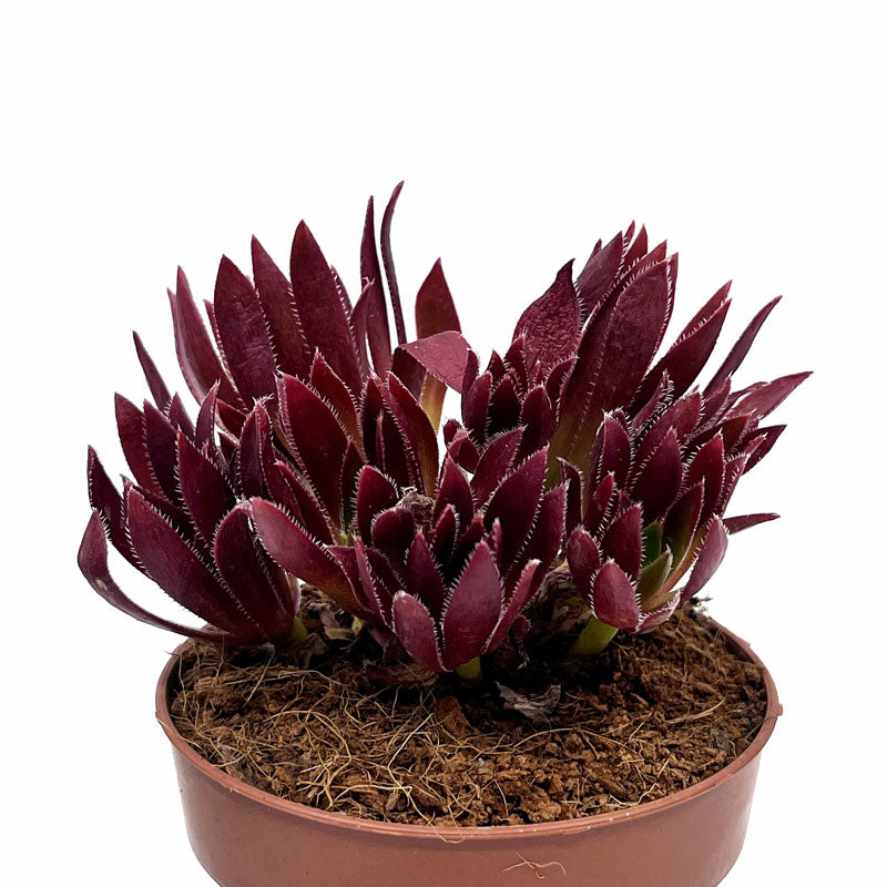 Aeonium 'Cornish Tribute' Cactus Y Suculentas M8,5 cm Ø_0
