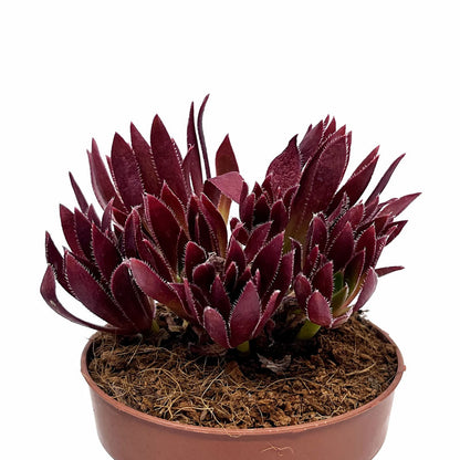 Aeonium 'Cornish Tribute' Cactus Y Suculentas M8,5 cm Ø_0
