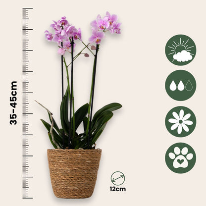 Orquídea Mariposa - Phalaenopsis Multiflora Con Cesta - Altura 35-45cm - ⌀12cm_2