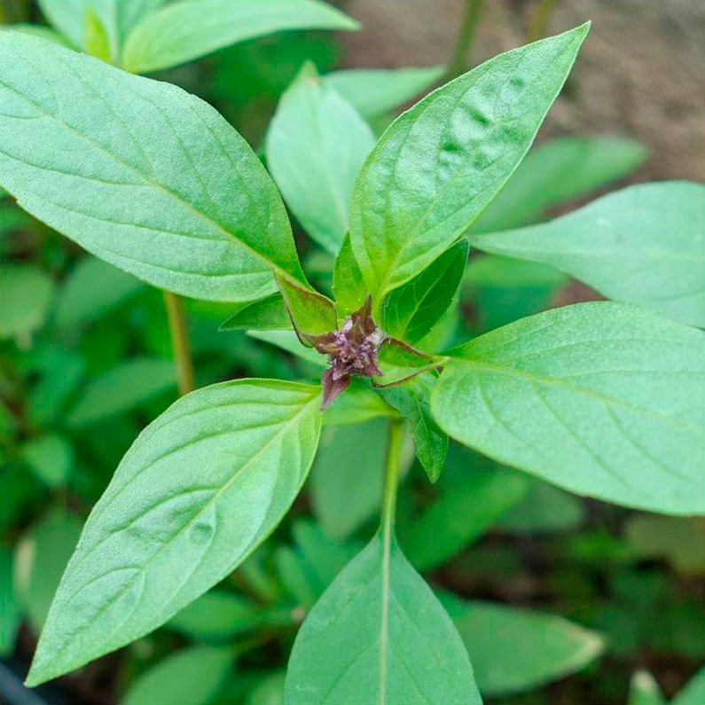 Semillas Albahaca Tailandesa Ecológicas