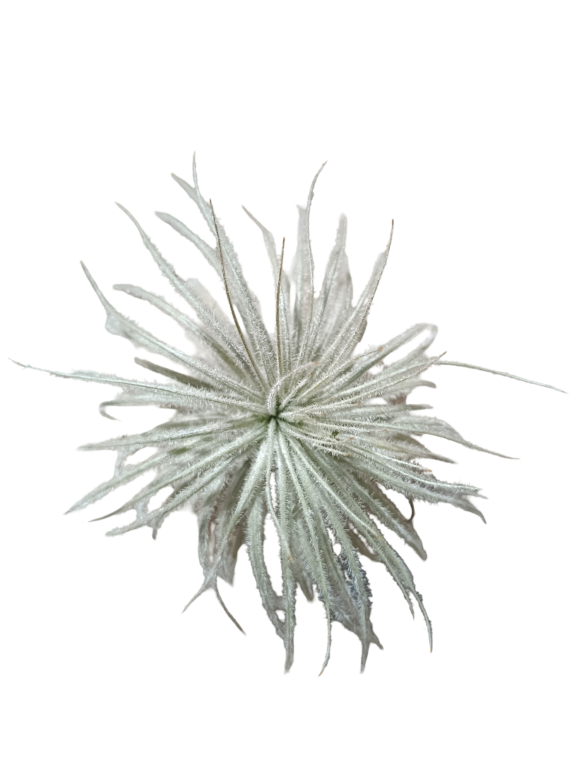 Tillandsia Tectorum Clavel Del Aire Planta Natural_0
