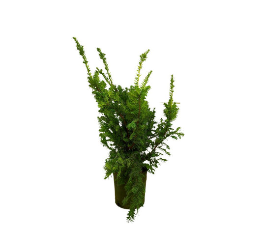 Taxus Baccata M25 100cm (tejo Común)_0