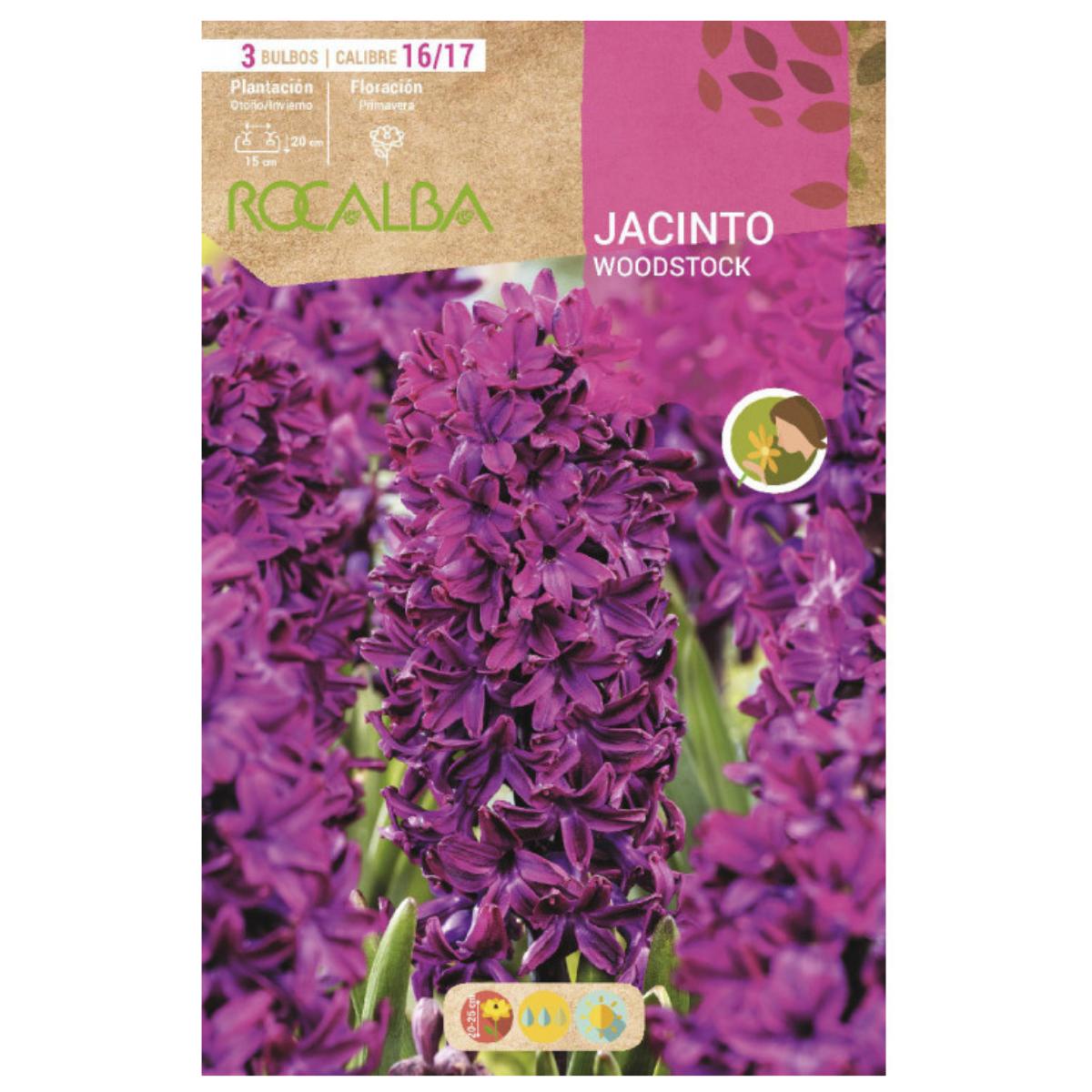 Woodstock Bulbo de Jacinto Roxo Vermelho 3 peças Rocalba
