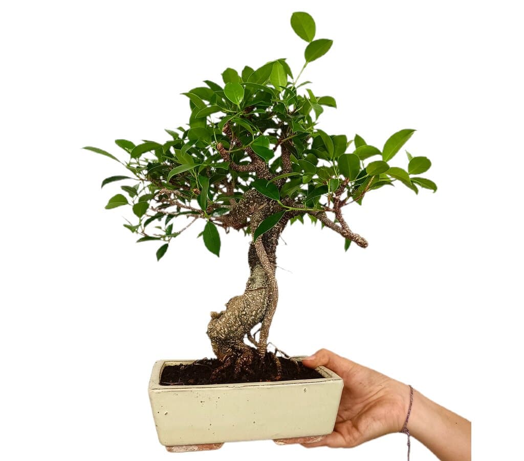 Bonsái Ficus Retusa 8 Años_1