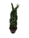 Sansevieria Twist 30 Cm (planta De Interior)