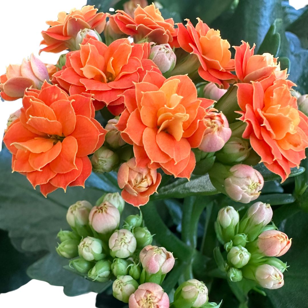 Kalanchoe Flor De La Fortuna (kalanchoe Blossfeldiana) Maceta De 10,5cm_1