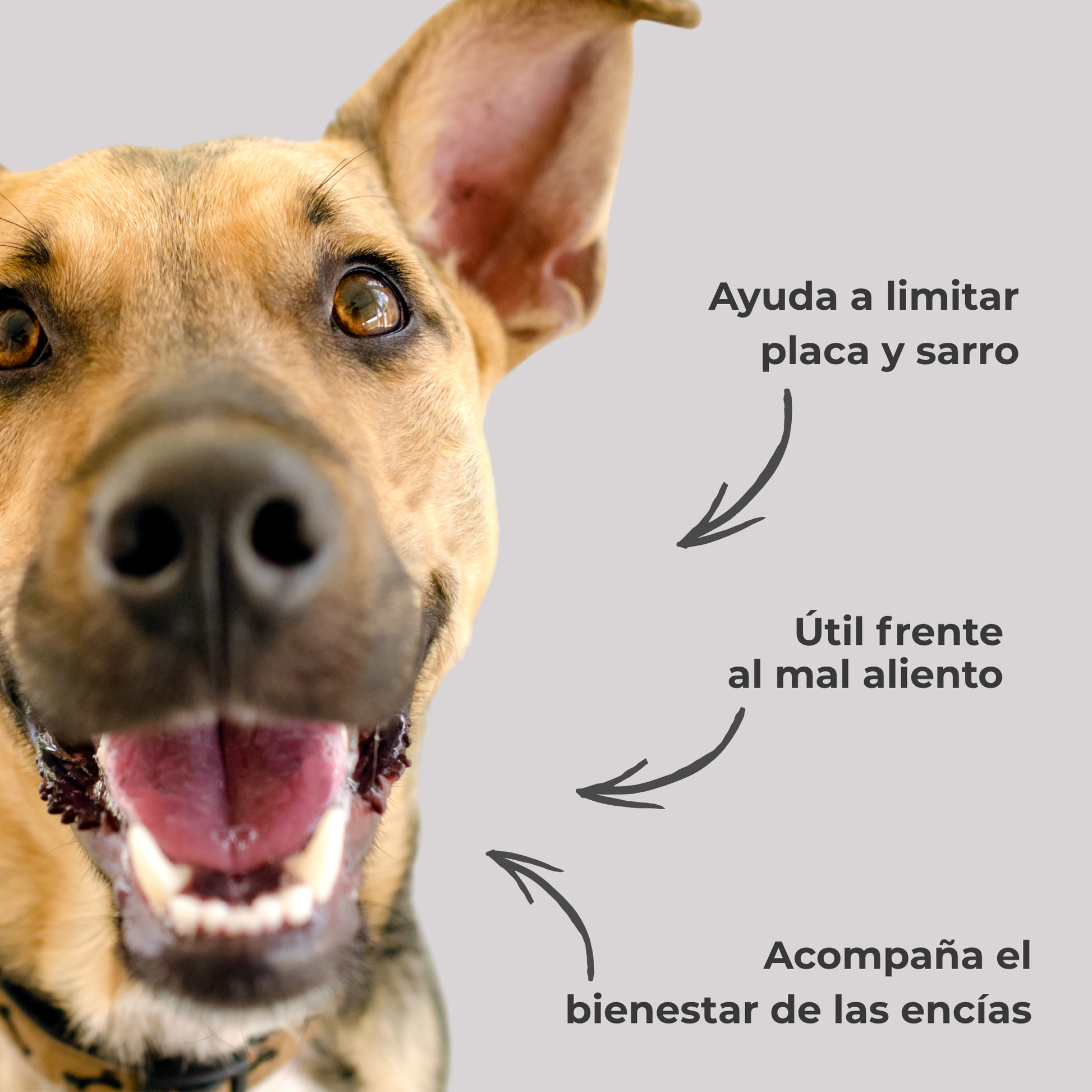Polvo dental natural para perros y gatos – Limpieza dental, sarro y mal aliento – 100 g_3