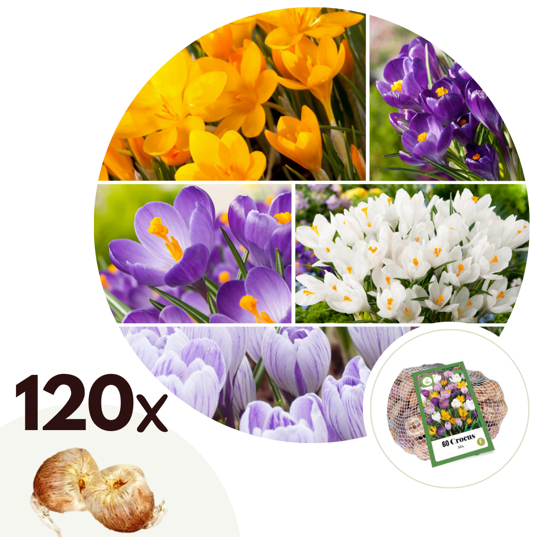 Bulbos De Crocus - 120 Pzs - Crocus Mix - Bulbos De Flores_0